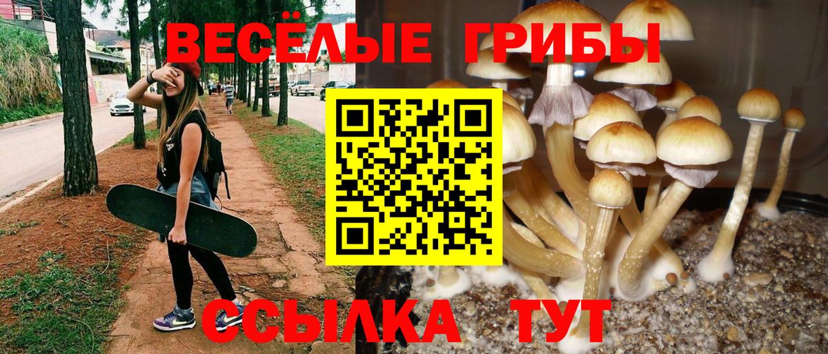 Псилоцибиновые грибы Psilocybe  Вход с VPN  Краснодар 